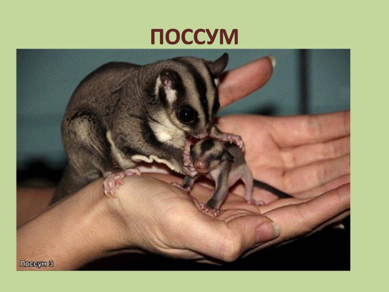 Sugar Glider Climbing