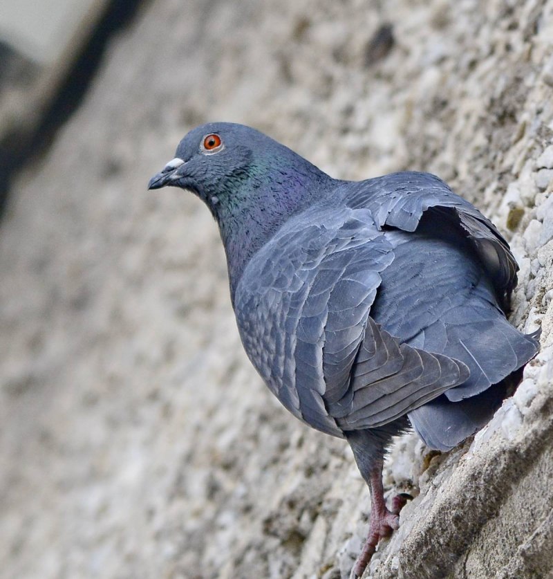 Птица Columba Livia
