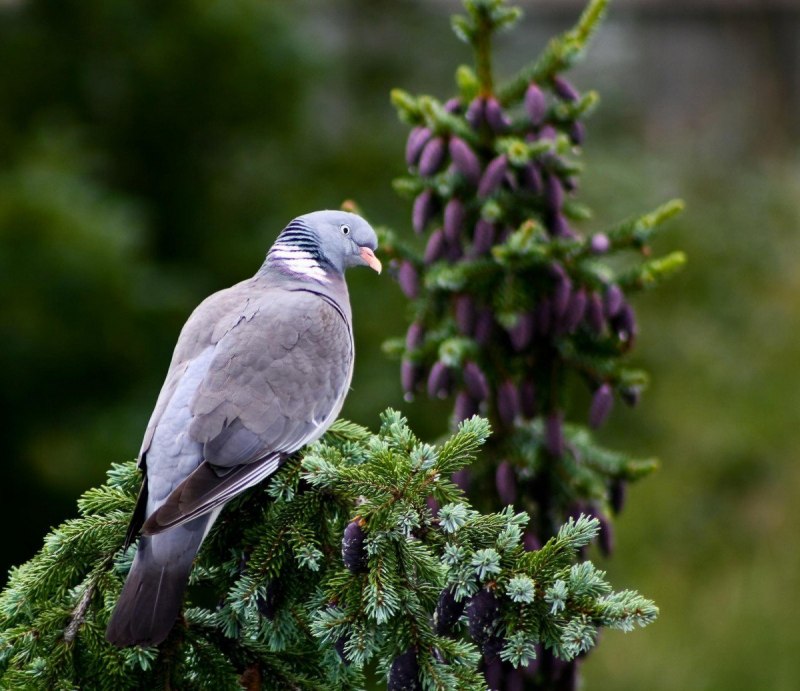 Columba Livia