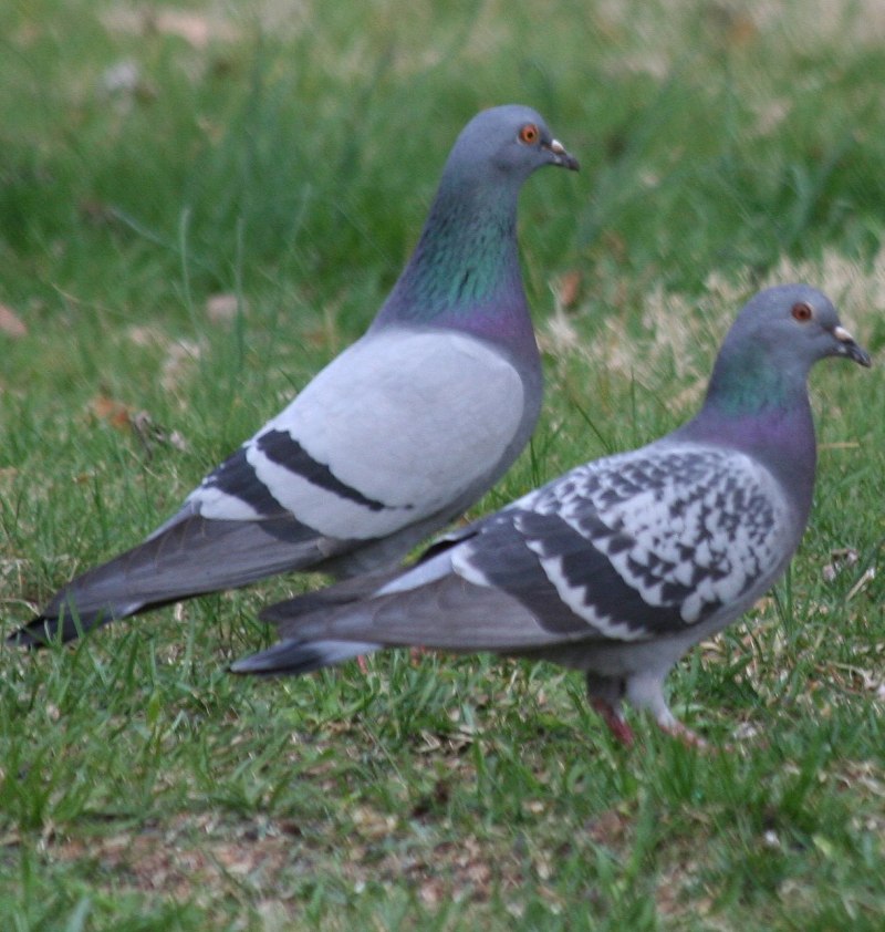 Columba Livia