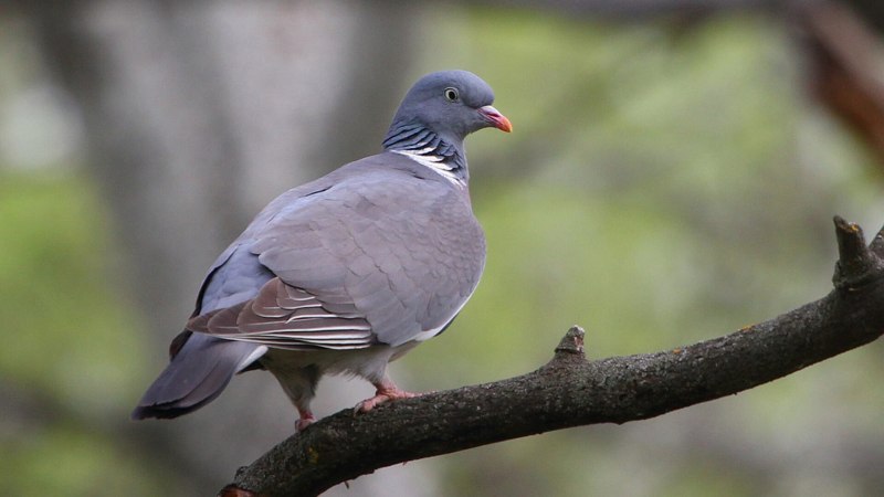 Columba Livia