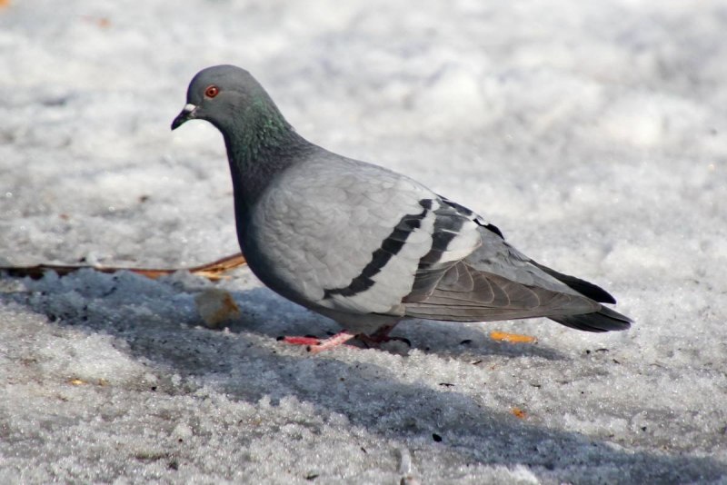 Серебристый голубь Columba Argentina