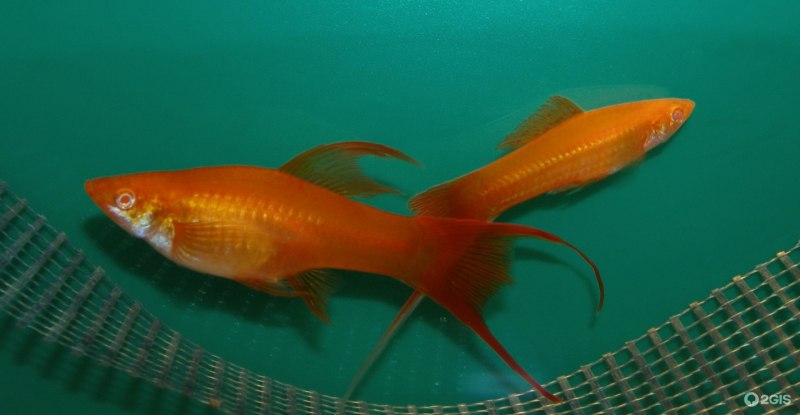 Меченосец Монтесумы Xiphophorus montezumae