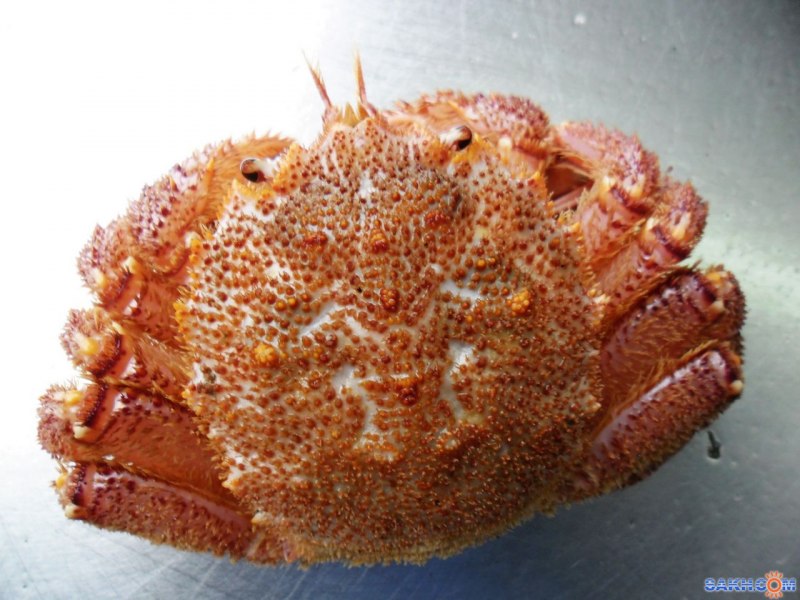 Erimacrus isenbeckii
