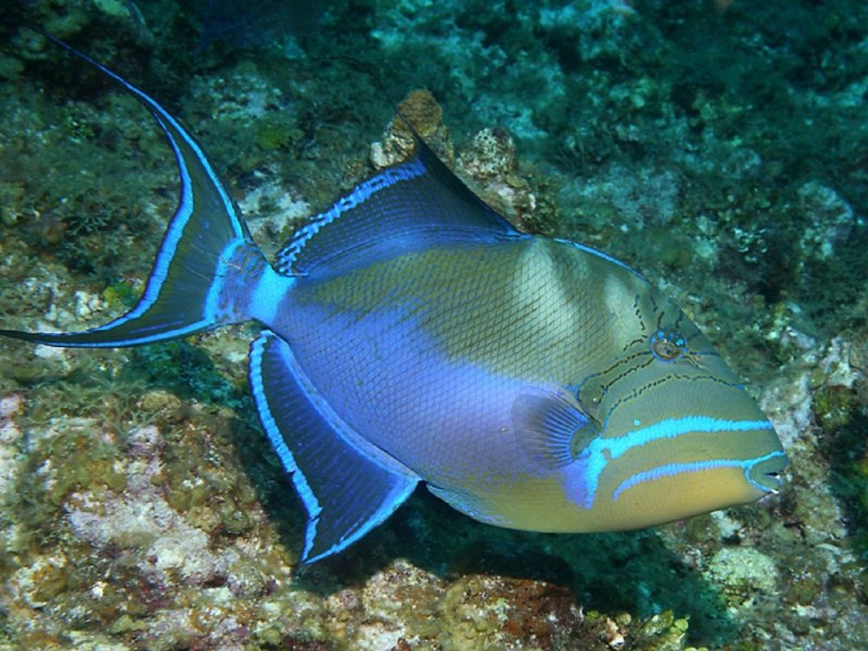 Рыба спинорог красное море