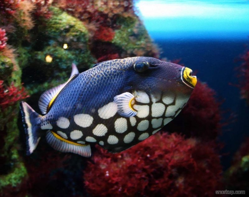Xanthichthys auromarginatus