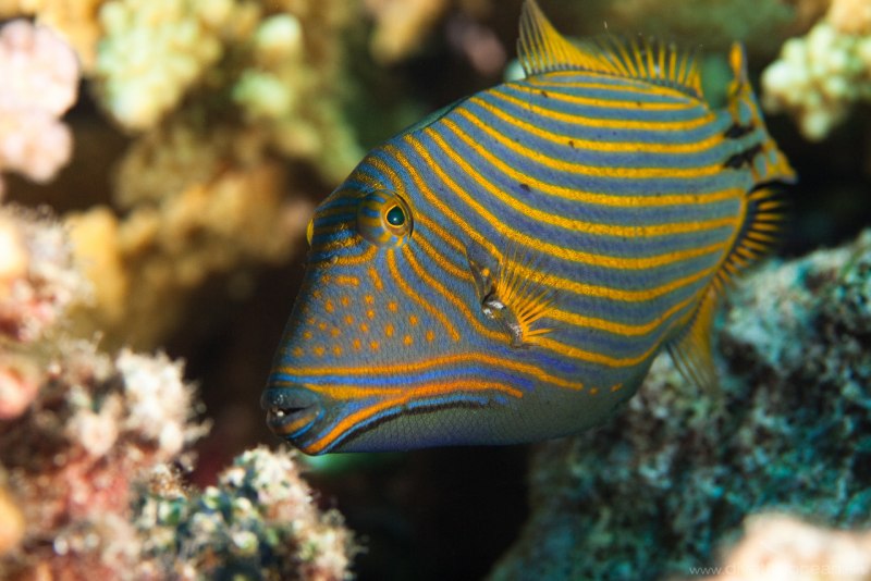 Chaetodon madagascariensis