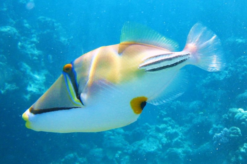 Balistoides conspicillum (спинорог-клоун)