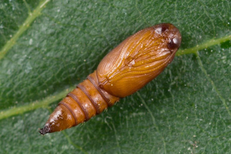 Archips crataegana