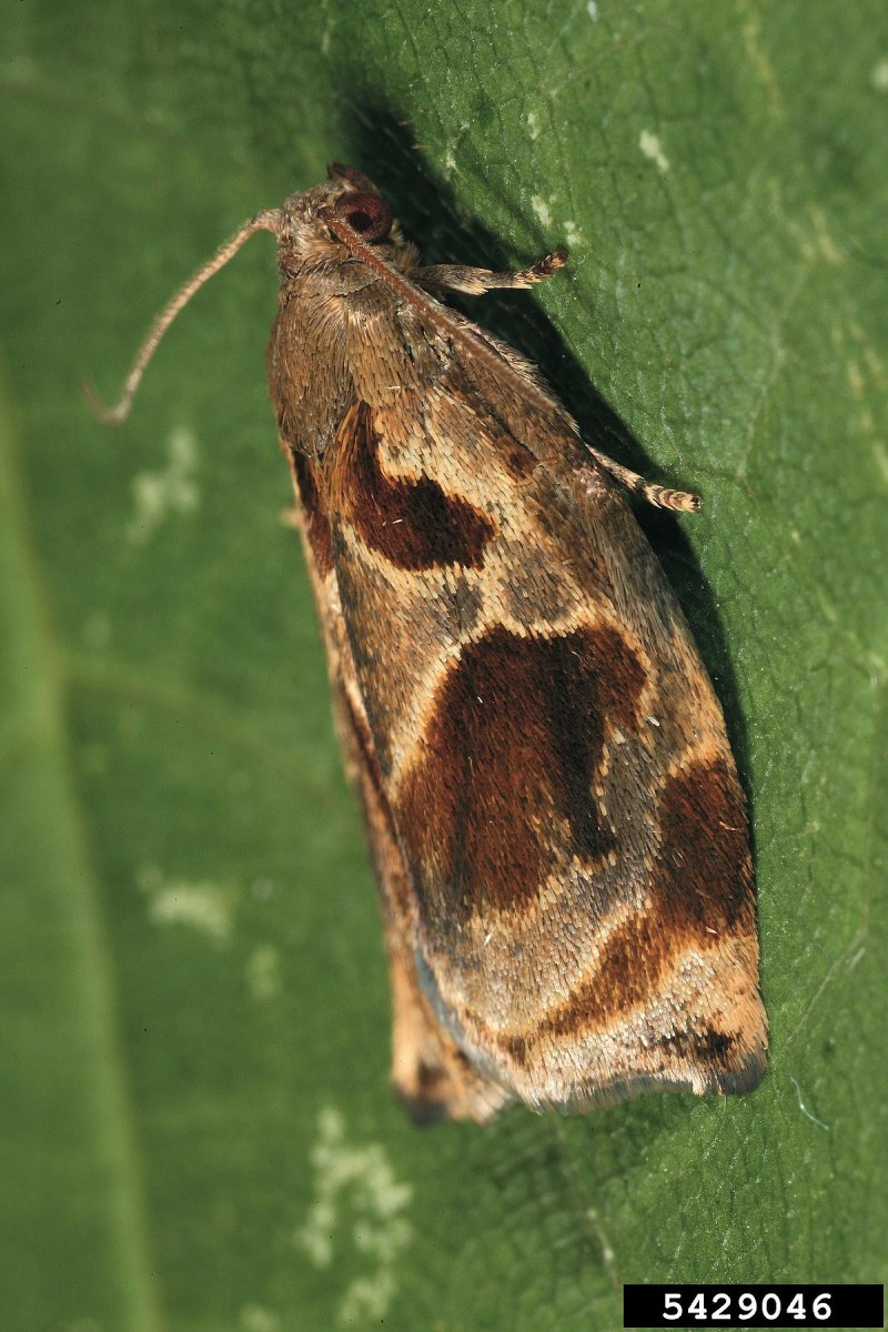 Archips crataegana