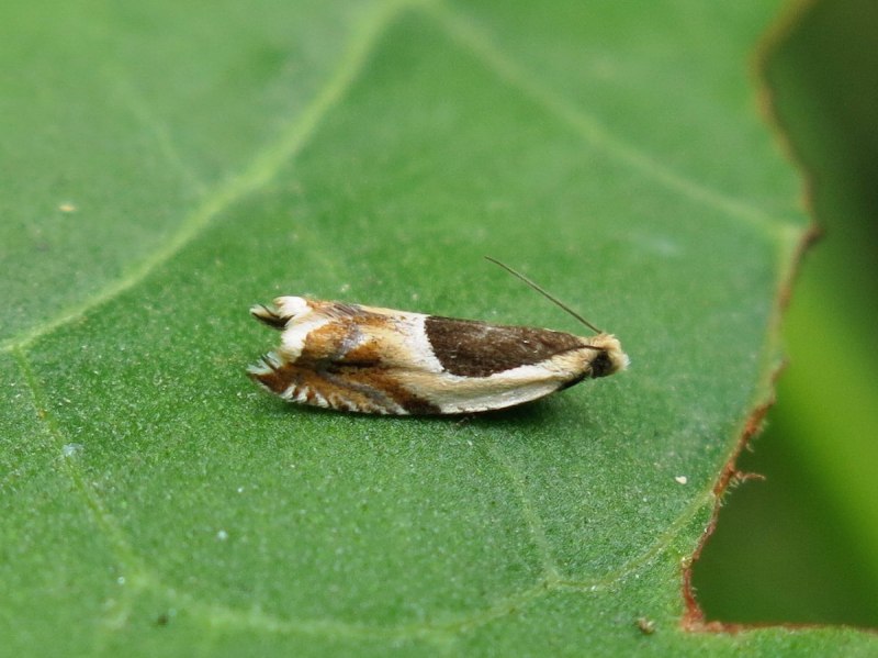 Spilonota ocellana