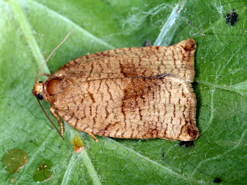 Бабочка листовертка Aethes triangulana