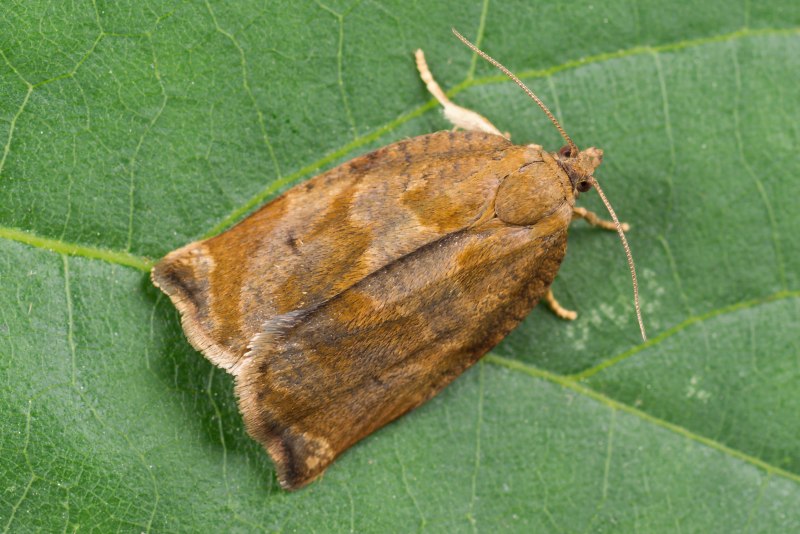 Archips crataegana