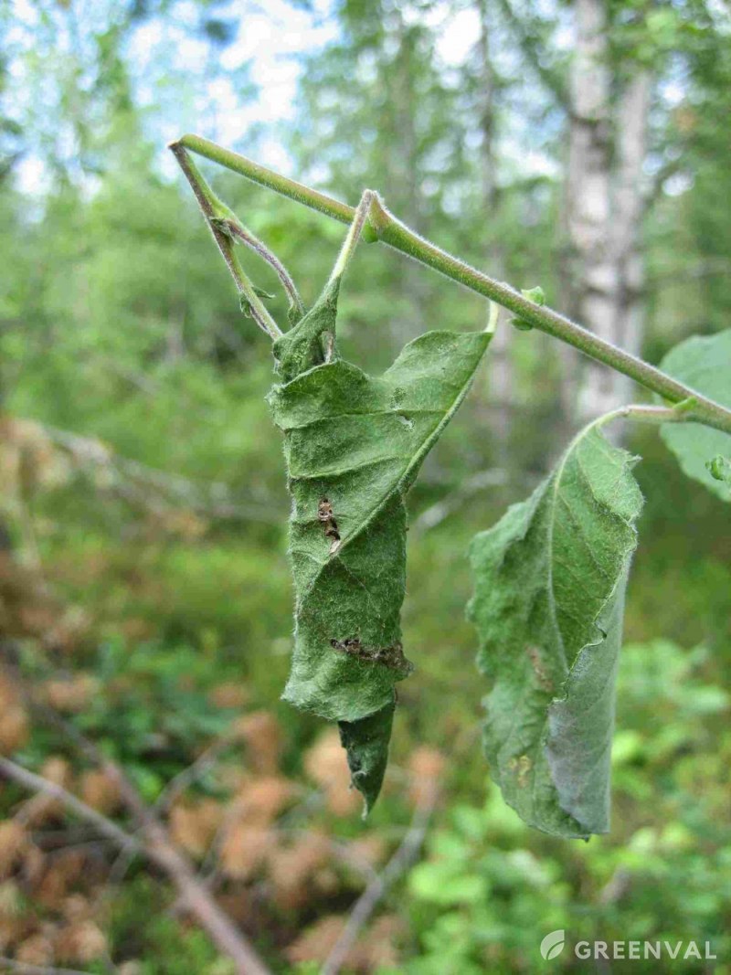 Листовертка дубовая (Tortrix viridana)