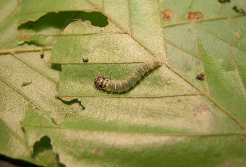 Tortrix viridana