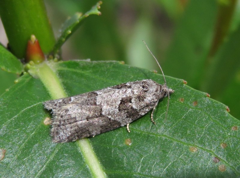 Pandemis cerasana