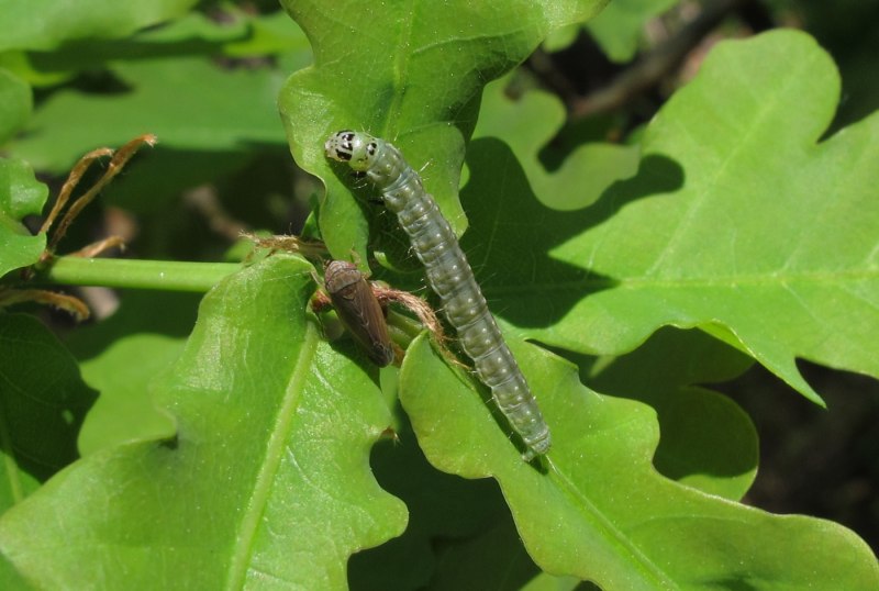 Ancylis comptana
