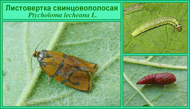 Гусеница плодожорка, листовертка