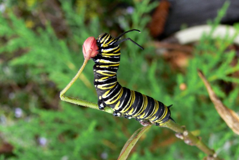 Danaus plexippus гусеница