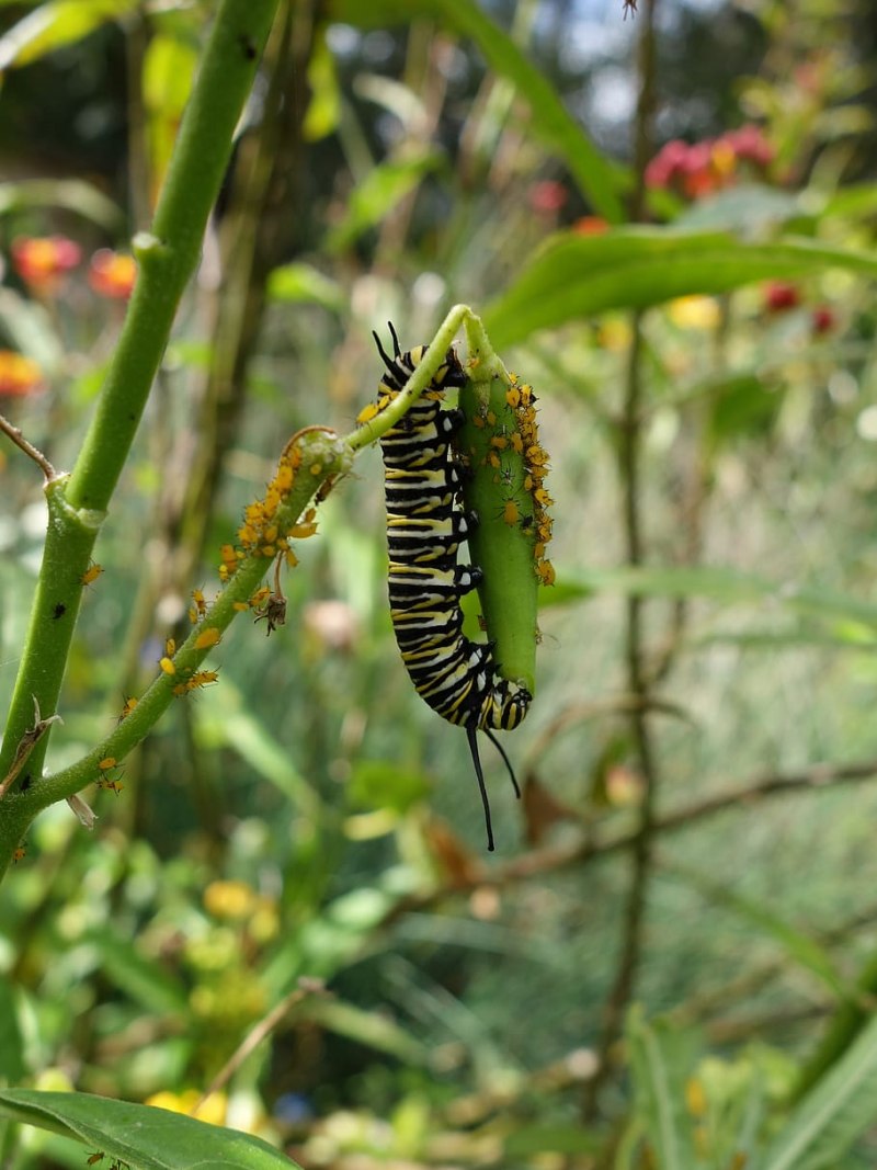 Danaus plexippus гусеница