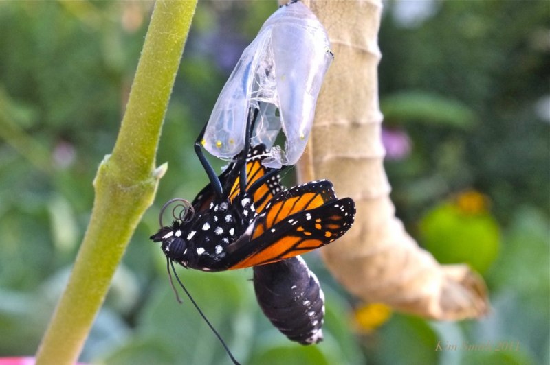 Amorpha juglandis гусеница