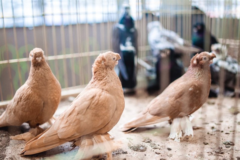 Pigeon Breeds