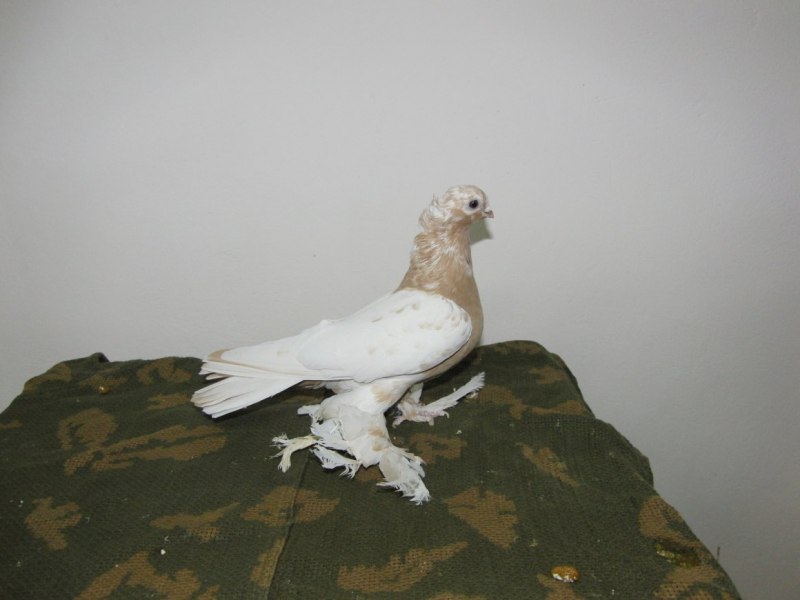 Барнаульский монах голубь