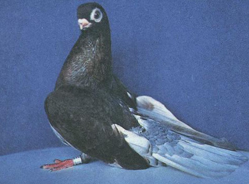 Чайки короткоклювые