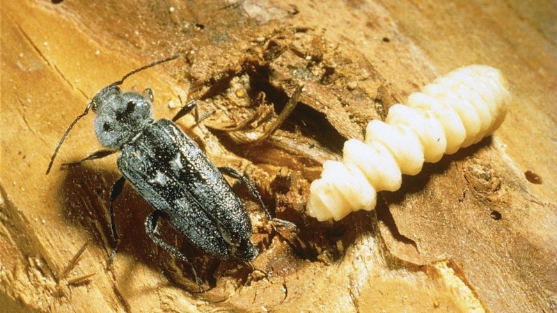 Рогохвост Urocerus Gigas