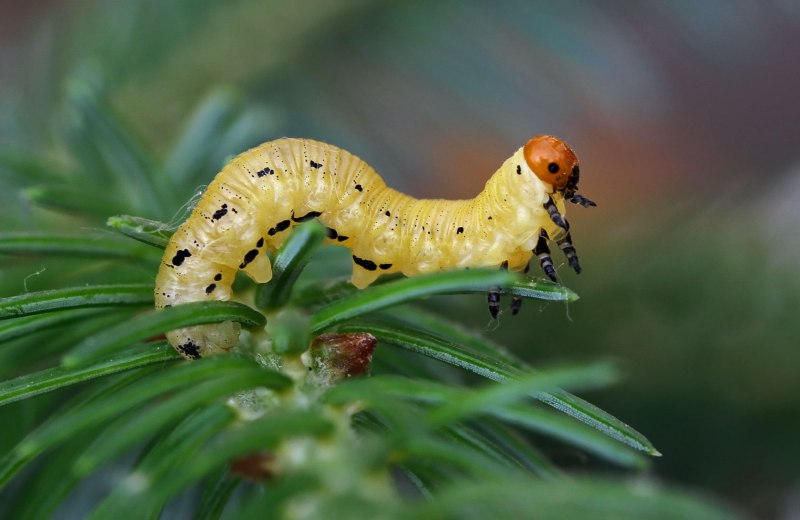 Личинка комара Anopheles
