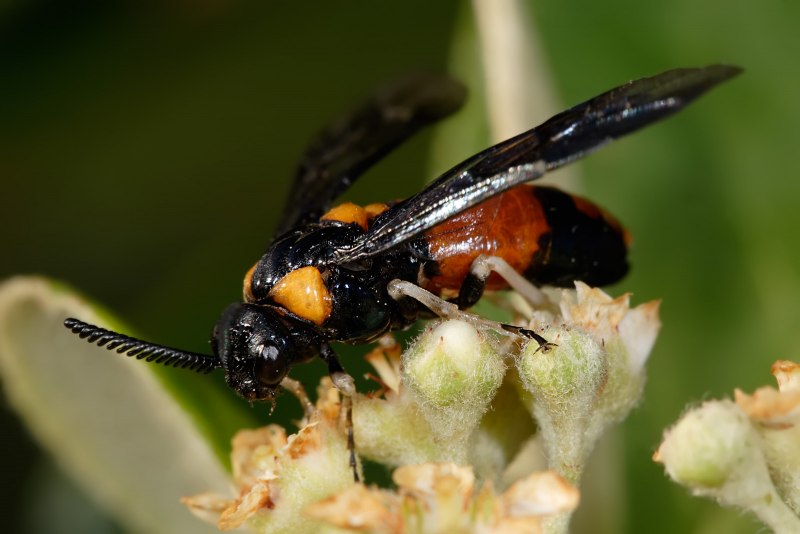 Pytho kolwensis