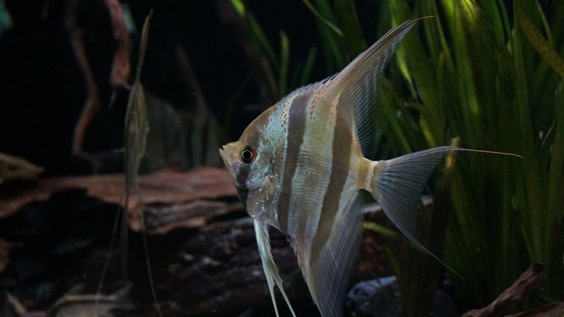 Скалярия "перуанский Альтум" (Pterophyllum scalare)