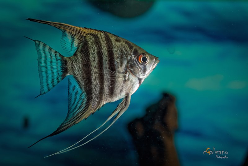 Скалярия обыкновенная Pterophyllum scalare