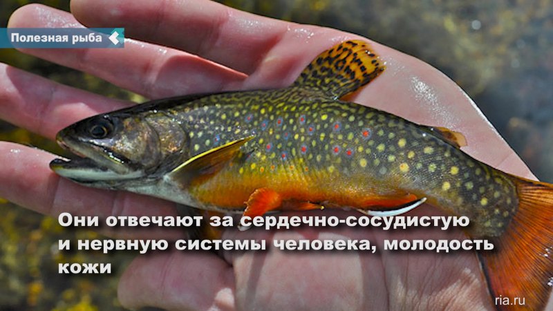 Палия рыба Онежская
