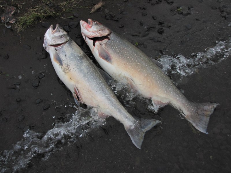 Salvelinus Neiva