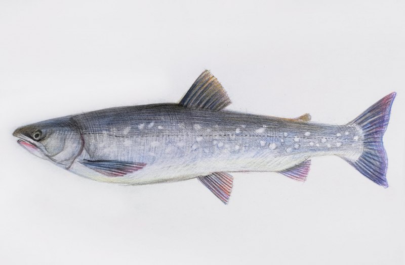 Малоротая Палия Salvelinus elgyticus