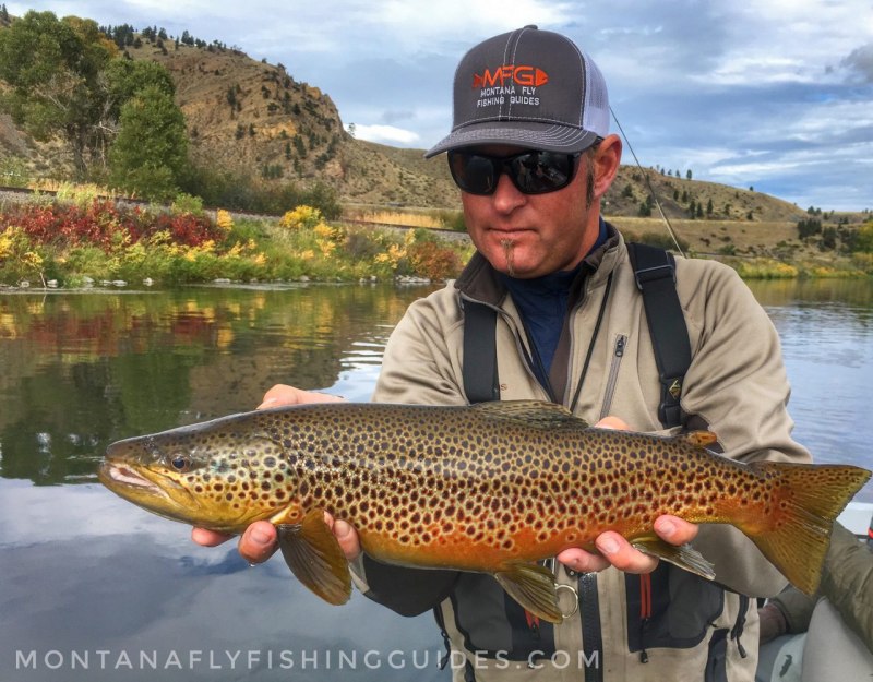 Marble Trout