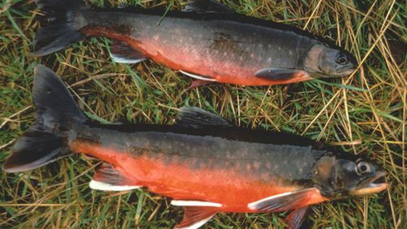 Salvelinus – гольцы