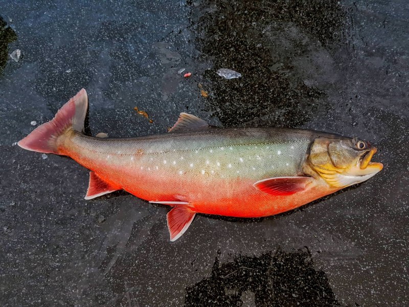 Salvelinus fontinalis