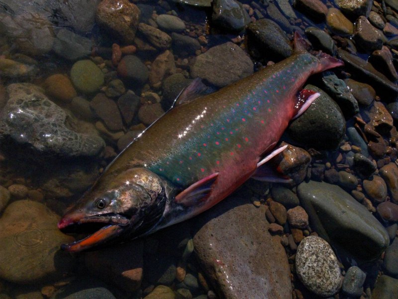 Арктический голец Salvelinus Alpinus