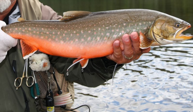Малоротая Палия Salvelinus elgyticus