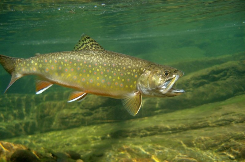 Salvelinus lepechini