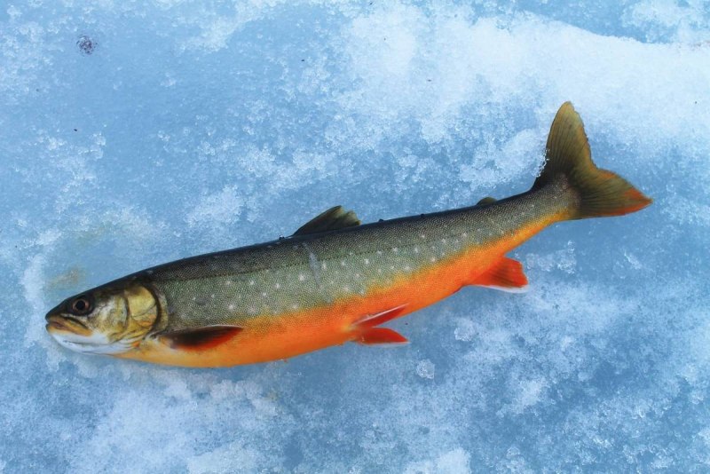 Salvelinus kronocius