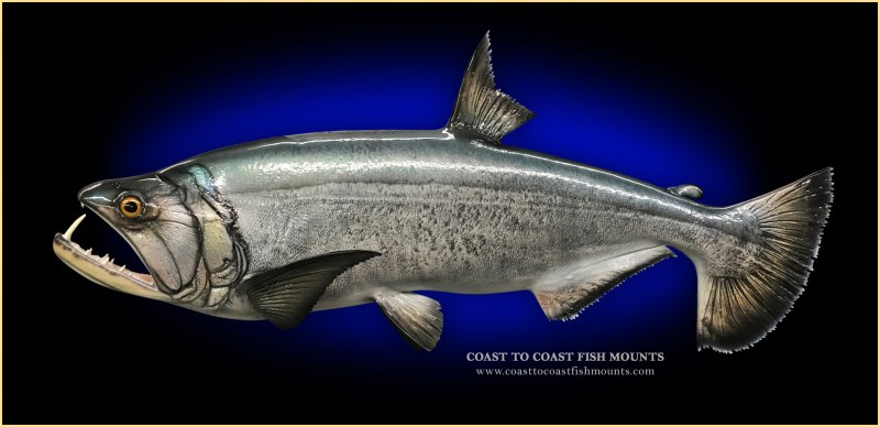 Скумбриевидный гидролик (Payara)
