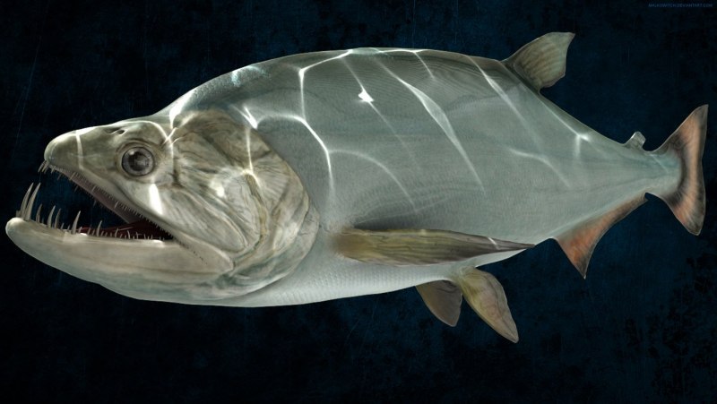 Скумбриевидный гидролик (Payara)