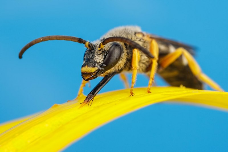 Оса Ichneumon