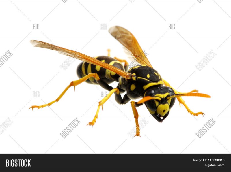 Рогохвост Urocerus Gigas