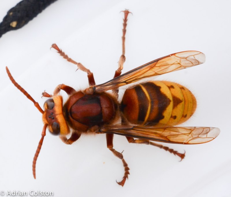 Vespula Germanica