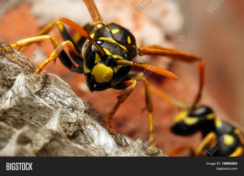 Polistes Carnifex