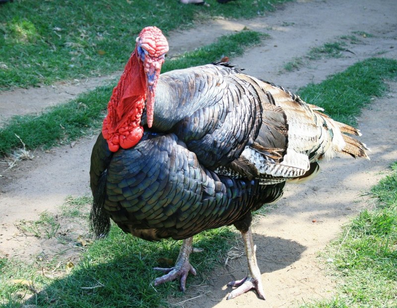 Бельгийский индюк